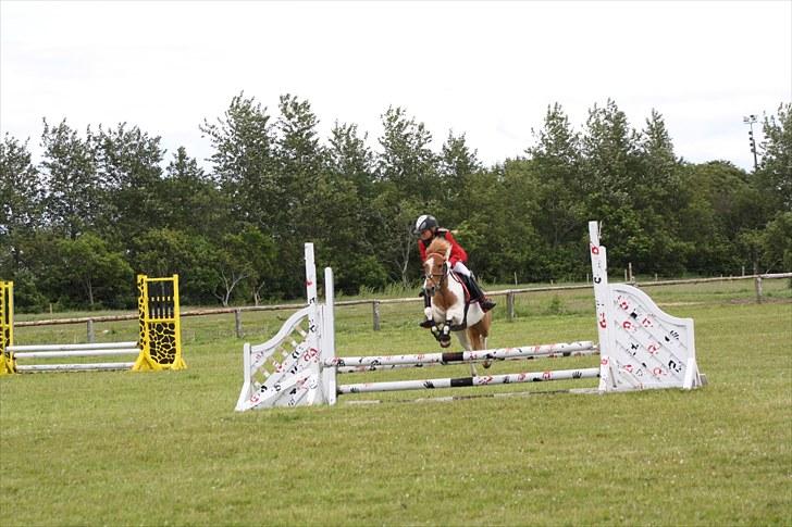 Anden særlig race MISS MERCERY - Spjald Og Omegns Rideklub billede 1