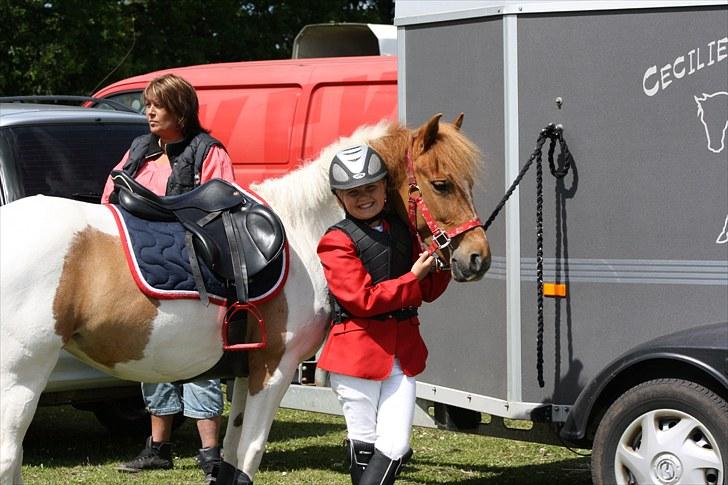 Anden særlig race MISS MERCERY - Spjald Og Omegns Rideklub billede 2