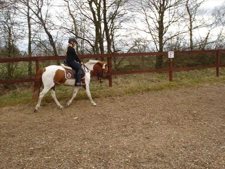 Anden særlig race MISS MERCERY - Trænning hjemme på banen billede 7