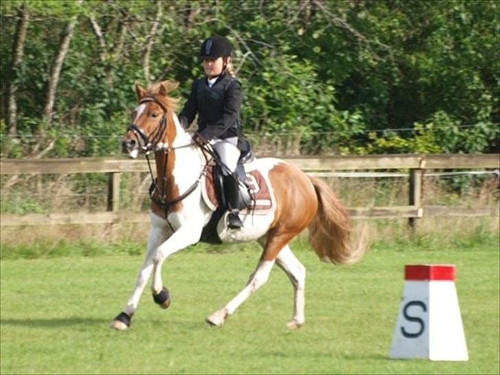 Anden særlig race MISS MERCERY - HJRK Klubmesterskab - Vinder billede 11