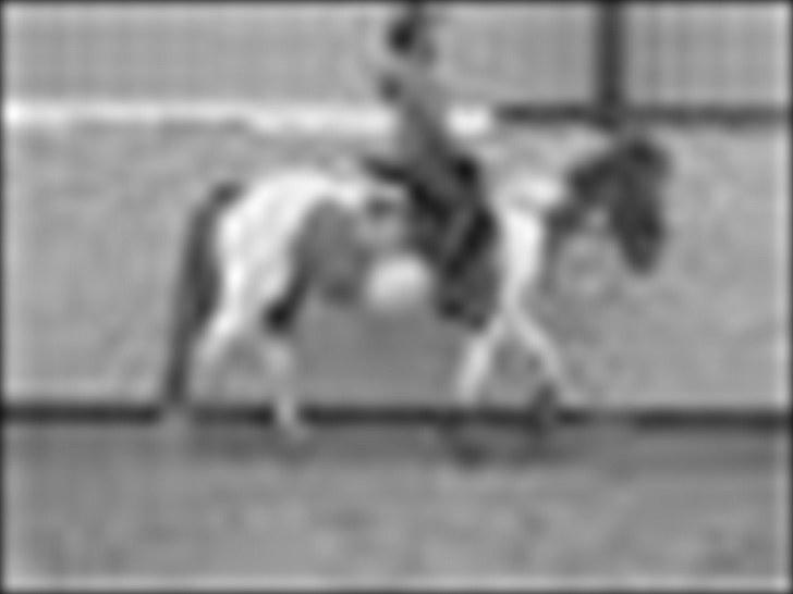 Anden særlig race MISS MERCERY - Trænning - Stald Tyvkær billede 12