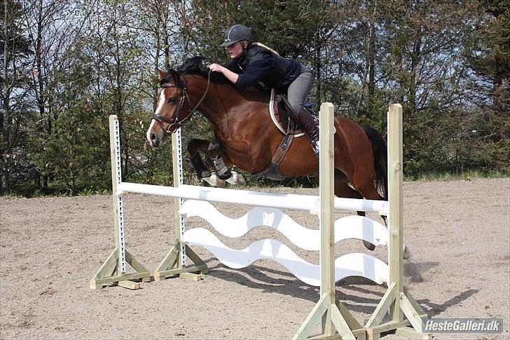 Hollandsk Sportspony  ANNIE | SOLGT :'( - Perfekthed  billede 12