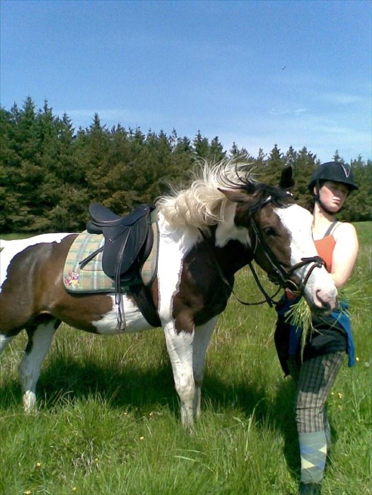 Pinto mugie billede 5