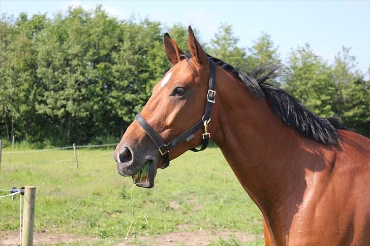 Dansk Varmblod Calahan - Kalle der kigger efter damer ;b billede 9