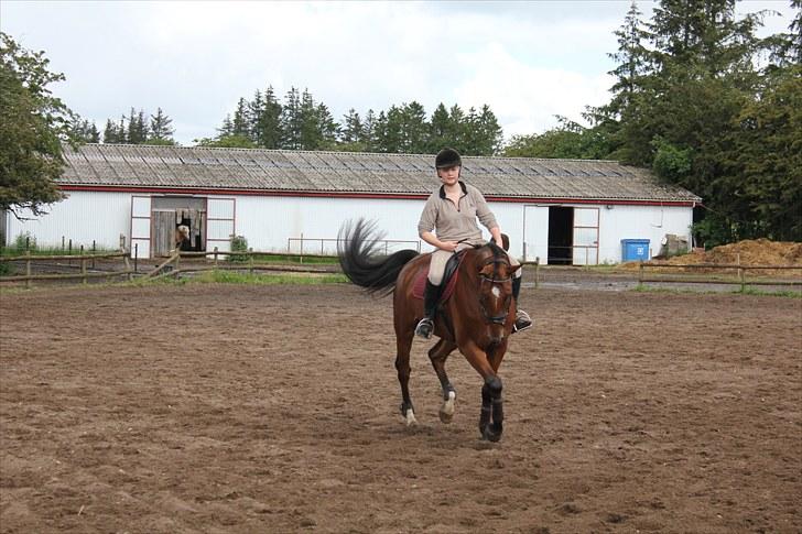 Dansk Varmblod Calahan - 5. gang jeg red ham. billede 10