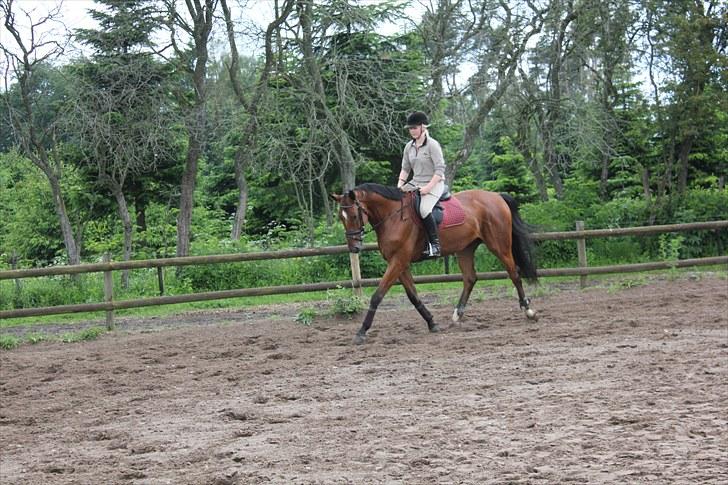 Dansk Varmblod Calahan - 5. gang jeg red ham. billede 11