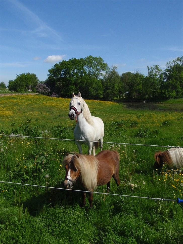 Welsh Pony af Cob-type (sec C) Cherie billede 15
