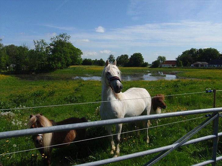Welsh Pony af Cob-type (sec C) Cherie billede 16