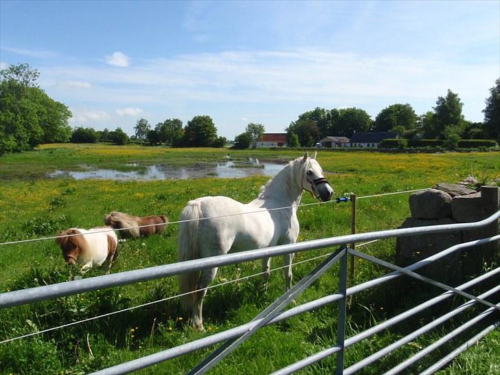 Welsh Pony af Cob-type (sec C) Cherie billede 17