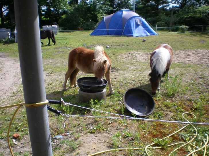 Shetlænder Bella Donna Morsbøl ( Dulle ) - så skal der grille´s billede 18