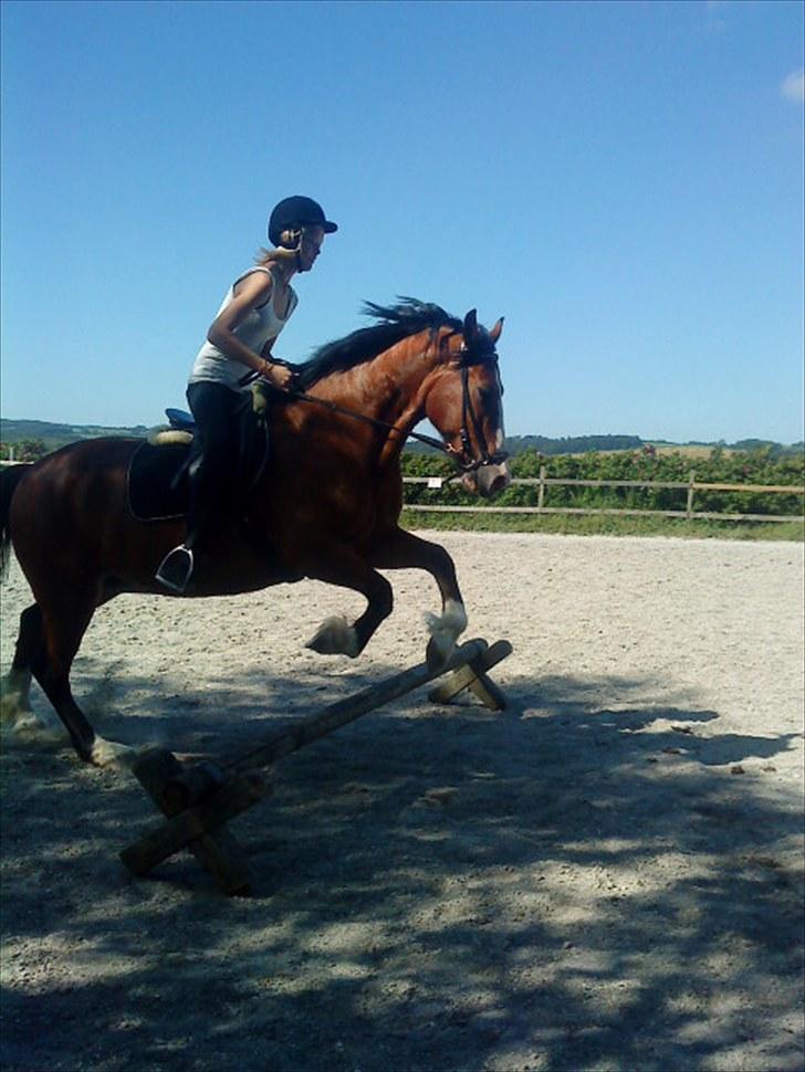 Welsh Cob (sec D) Merlyn Desert Pearl R.I.P  - første gang jeg sprang på dig... i en dressur sadel XD But anyway XD  billede 2