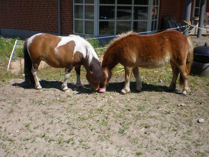 Shetlænder Bella Donna Morsbøl ( Dulle ) - vi deler sliksten <3 os venindern.. billede 19