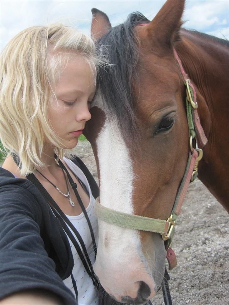 Welsh Cob (sec D) Merlyn Desert Pearl R.I.P  - Forsatan tøs!Du har taget mit hjerte. ord kan ikke beskrive vores tid sammen jeg elsker dig meget højt og det vil jeg altid gøre Du havde en gnist i øjet første gang jeg så dig og du smeltede mit hjerte Selvom du ikke er hos mig mere, elsker jeg dig! billede 3