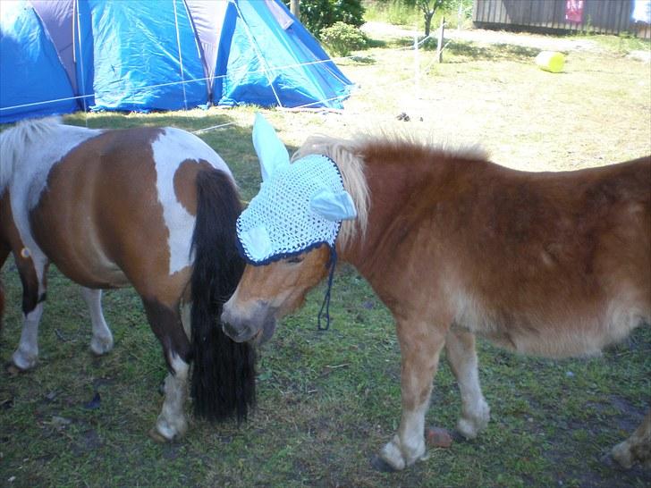 Shetlænder Bella Donna Morsbøl ( Dulle ) - se mig isabella  jeg har hut på.. billede 20