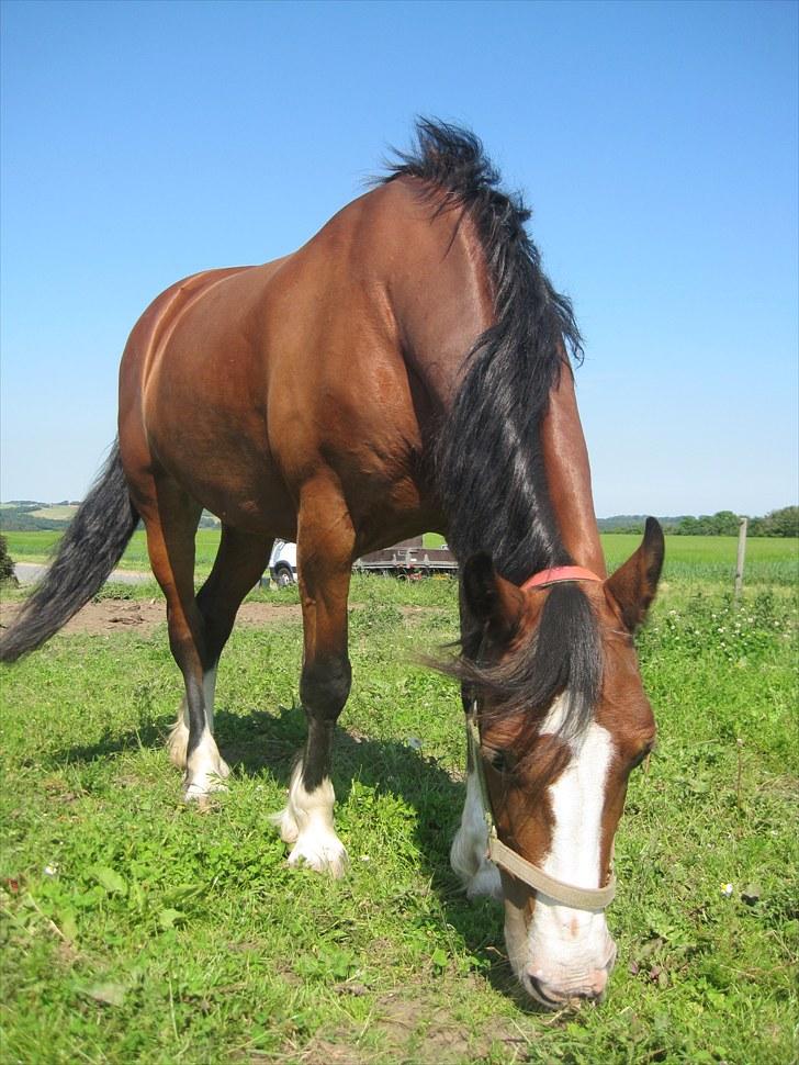 Welsh Cob (sec D) Merlyn Desert Pearl R.I.P  - My Farie tale <3  billede 5