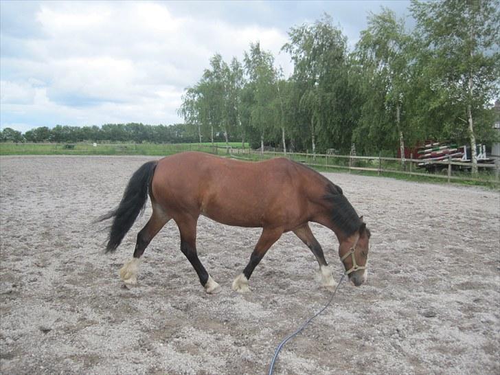 Welsh Cob (sec D) Merlyn Desert Pearl R.I.P  - Du er min og jeg er din... en dag uden dig er som et år uden regn <3 billede 6