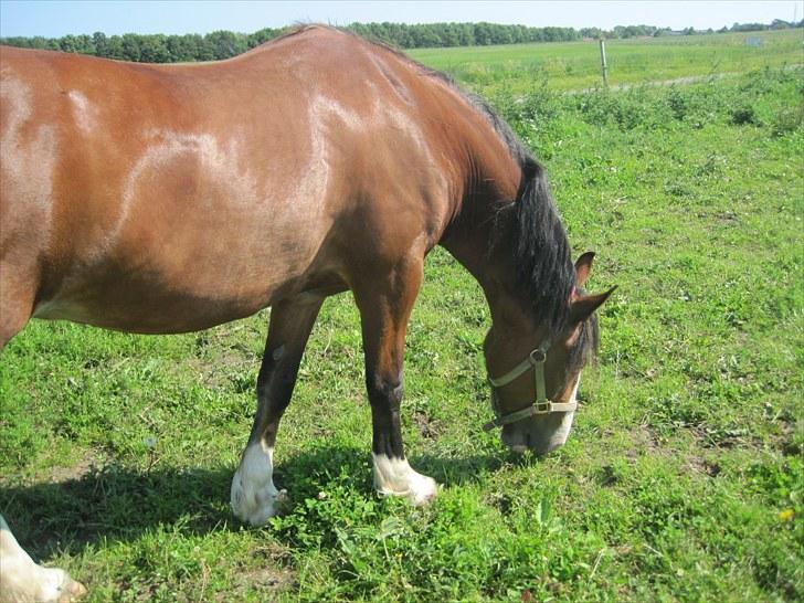 Welsh Cob (sec D) Merlyn Desert Pearl R.I.P  - jeg ved hvad kerlighed er når jeg er med dig, du viser mig det hele tiden... <33 :´) billede 7