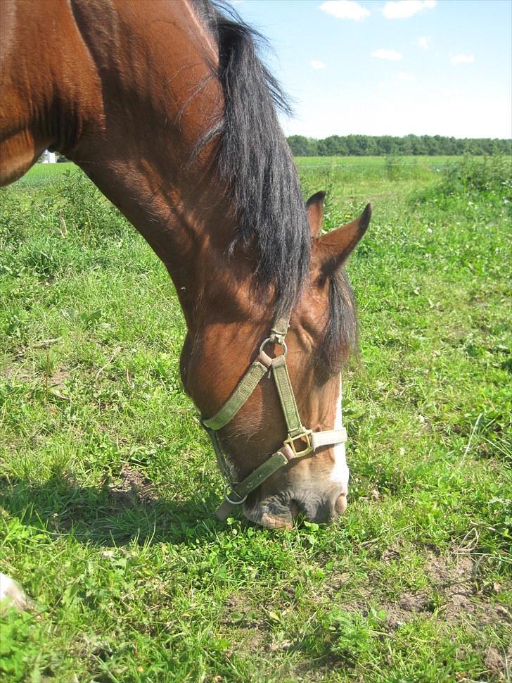 Welsh Cob (sec D) Merlyn Desert Pearl R.I.P  - selvom jeg ikk ejer dig som min egen hest så ejer jeg dit hjerte og du ejer mig det vil altid være sådan <3 billede 8