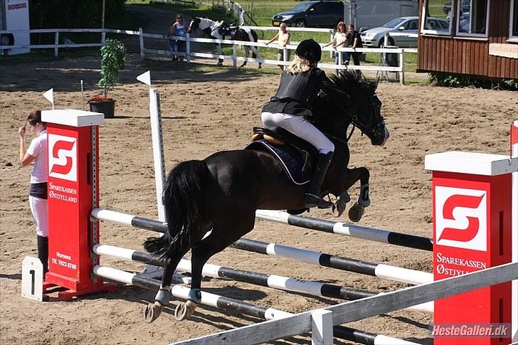 Anden særlig race Black Beauty B-pony - mb billede 17