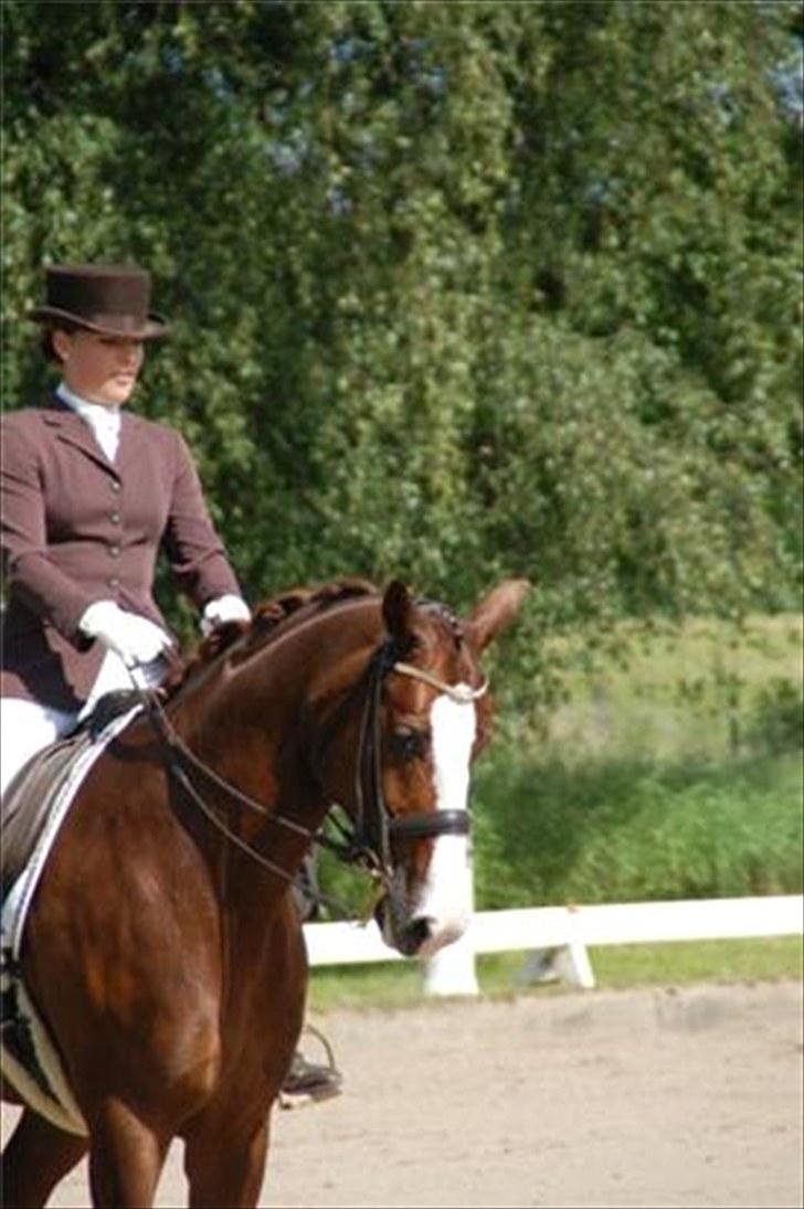 Dansk Varmblod Agersbøls Smilla billede 20