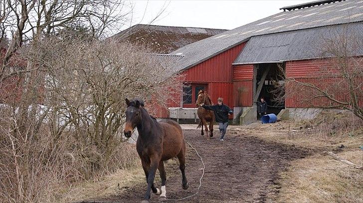 Dansk Varmblod Tøsen - billede 12 igen skal sige at hun ikke kan flytte fusserne billede 12