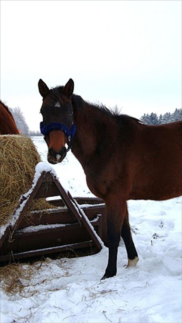 Dansk Varmblod Tøsen - billede 13 en lille sne mule så smuk :i billede 13