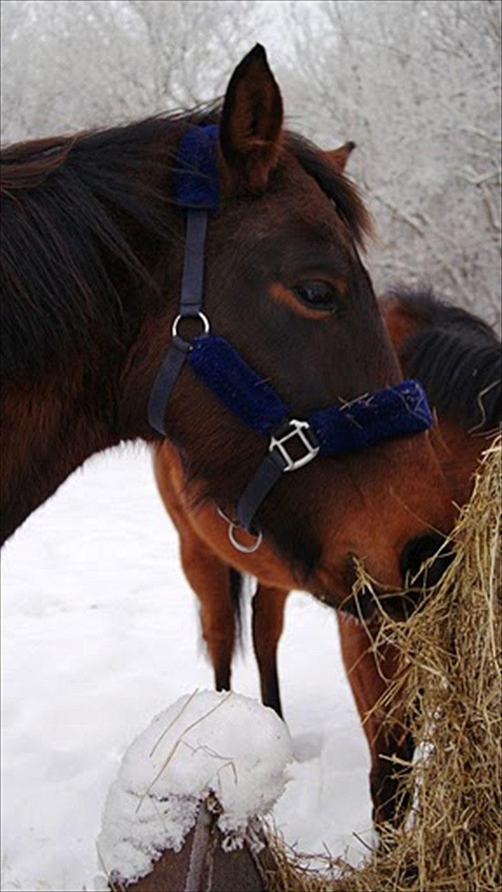 Dansk Varmblod Tøsen - billede 14 billede 14