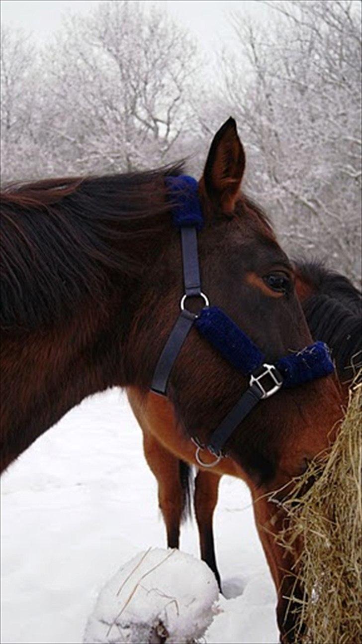Dansk Varmblod Tøsen - billede 15 billede 15