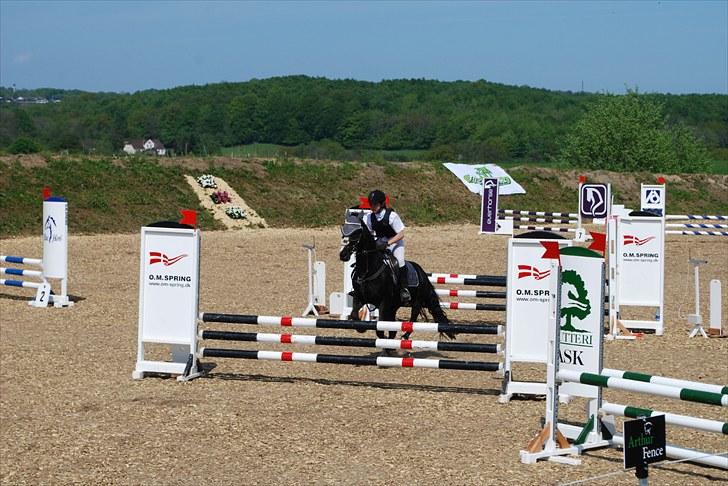 New Forest Søndergårdens Gonzo(solgt) billede 17