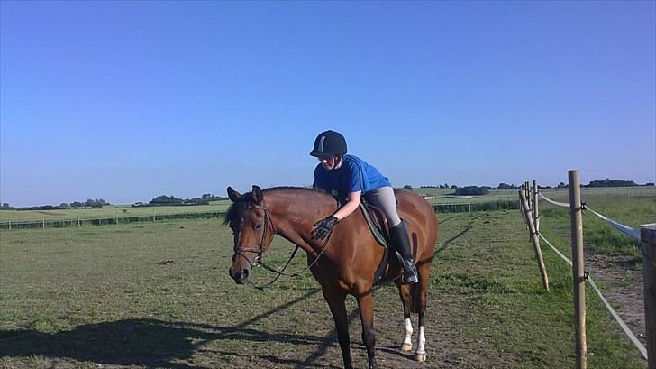 Hollandsk Sportspony Carmen<3 min stjerne! - afslutning på en god ride time (: billede 12