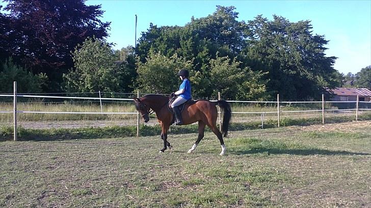 Hollandsk Sportspony Carmen<3 min stjerne! - der øves dressur ;) billede 13