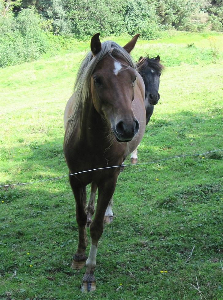 Welsh Partbred (Sec F) Haaber's Camino - "Stjerneponyerne" X) billede 6