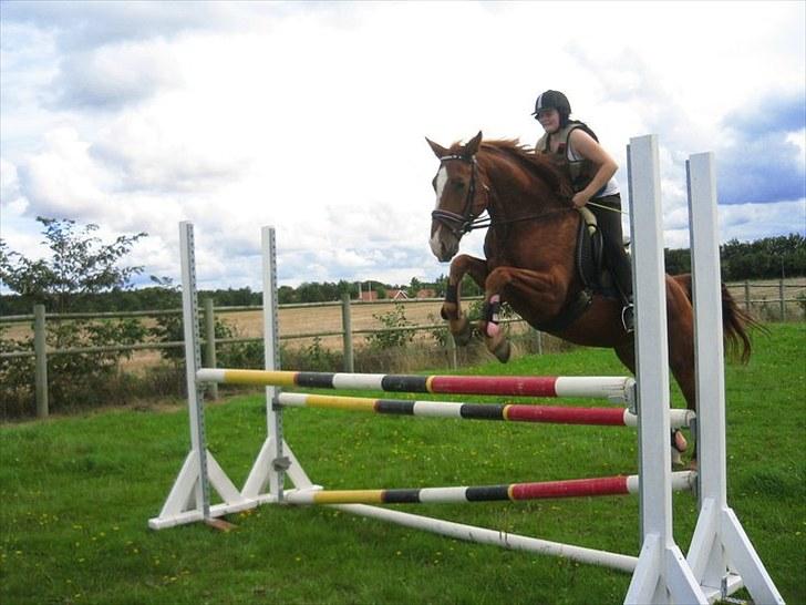 Oldenborg Tonedo!<3  *gl. part* - 7)  Springer 1,20-1,25 d. 29 august 2010 billede 7