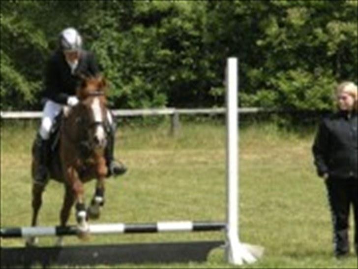 Hollandsk Sportspony NYMPHE - Aaskov Rideklub billede 2