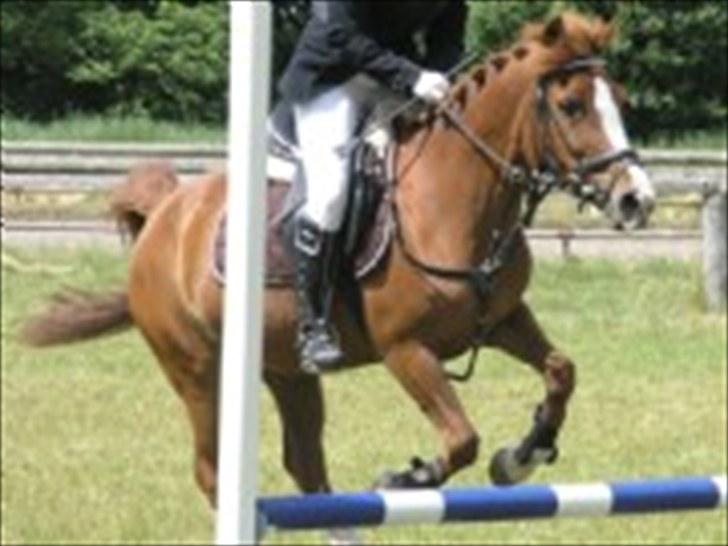 Hollandsk Sportspony NYMPHE - Aaskov Rideklub billede 3