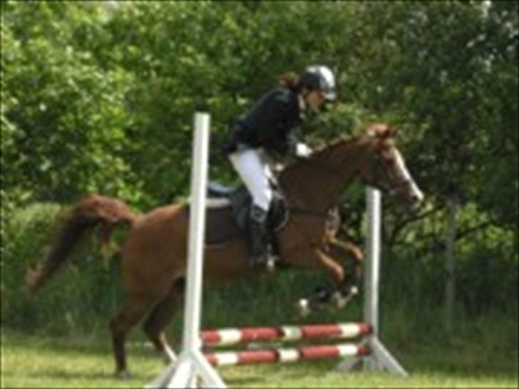 Hollandsk Sportspony NYMPHE - Aaskov Rideklub billede 4