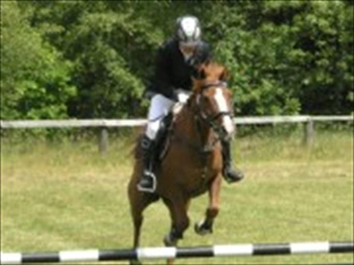 Hollandsk Sportspony NYMPHE - Aaskov Rideklub billede 5