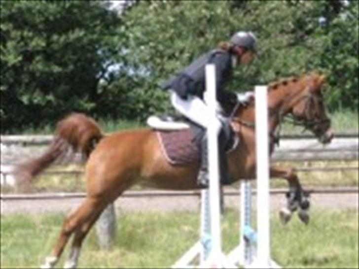 Hollandsk Sportspony NYMPHE - Aaskov Rideklub billede 6