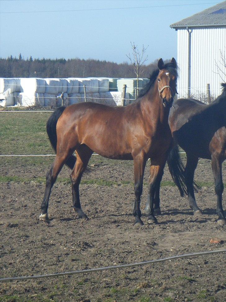 Dansk Varmblod Brainstorm - Tak for besøget håber vi ses igen  billede 20