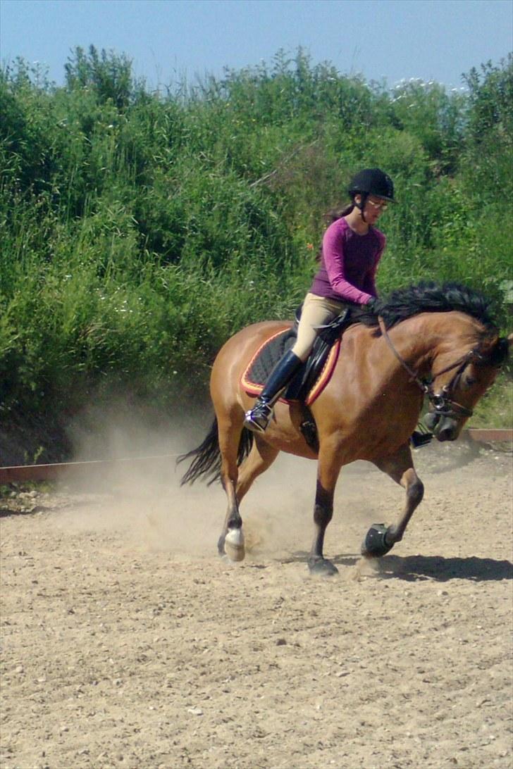 New Forest Spangbo's Spitfire - Træning 28 juni 2010  billede 17