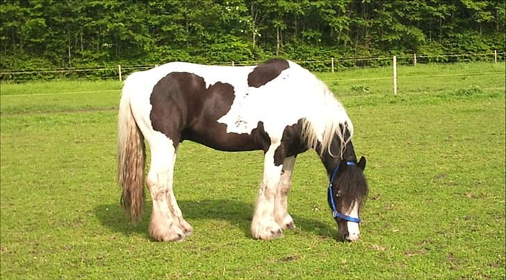 Irish Cob Ohara`s Spirit. billede 1