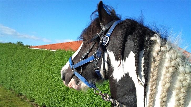 Irish Cob Ohara`s Spirit. billede 2