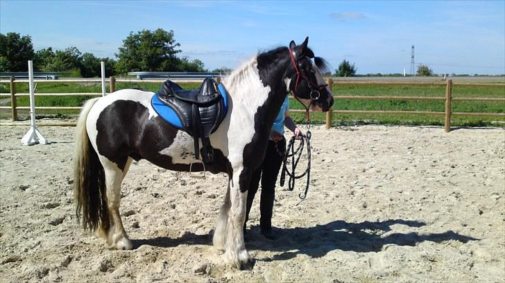 Irish Cob Ohara`s Spirit. billede 3