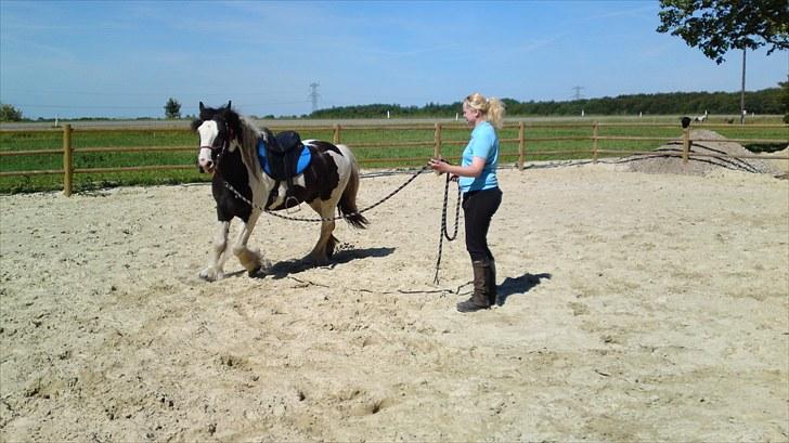 Irish Cob Ohara`s Spirit. billede 4