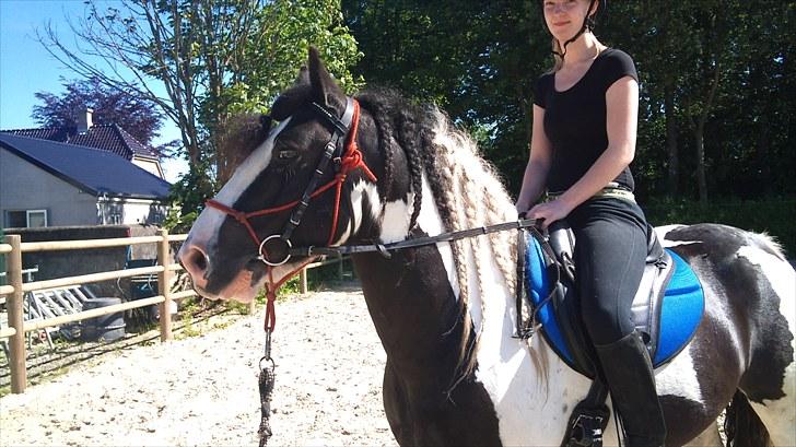 Irish Cob Ohara`s Spirit. billede 5