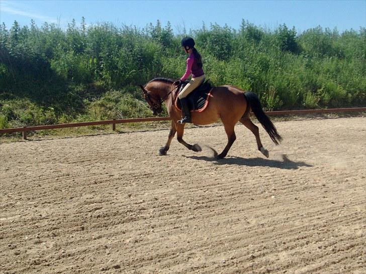 New Forest Spangbo's Spitfire - Træning 28 juni 2010  billede 19