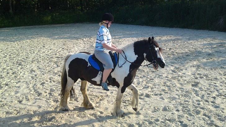 Irish Cob Ohara`s Spirit. billede 6