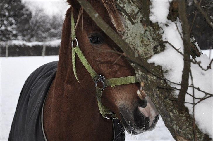 Anden særlig race Magic's Nero  - Sometimes I would just like to be alone -  billede 15