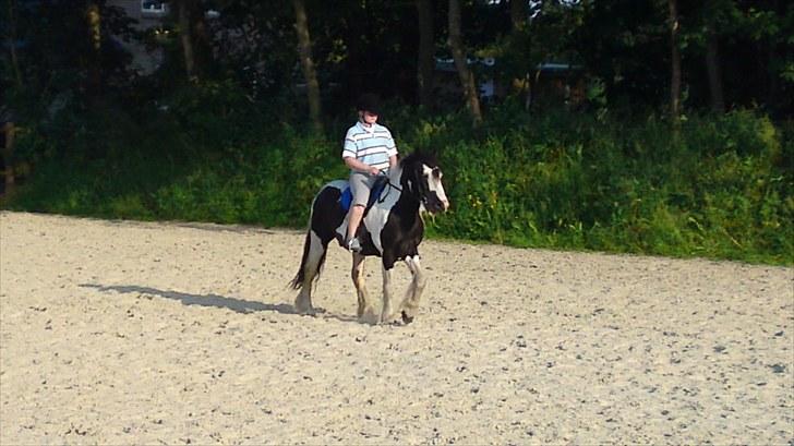 Irish Cob Ohara`s Spirit. billede 7