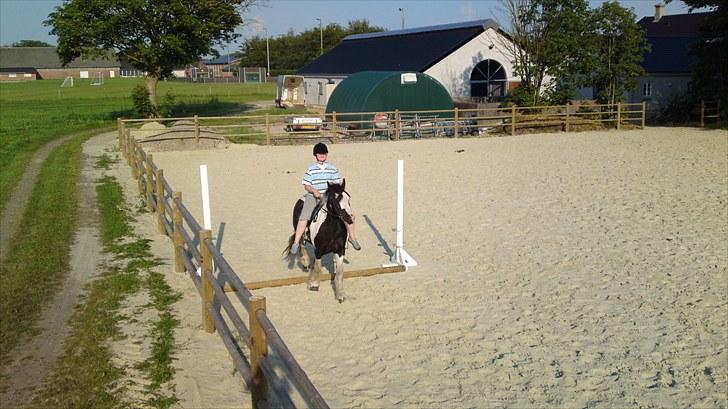 Irish Cob Ohara`s Spirit. billede 8